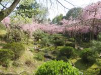 Giardino in fiore, santuario Heian, Kyoto 2017  Andrea Bonomi